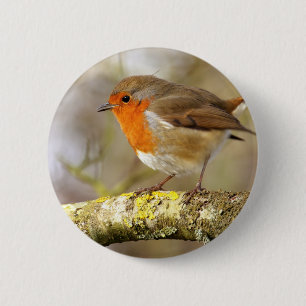 Robin auf Niederlassung Button