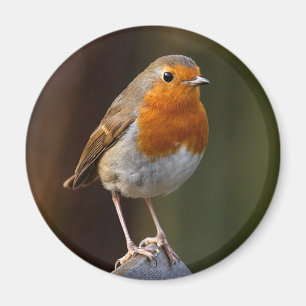 Robin auf Posten-Magneten Magnet