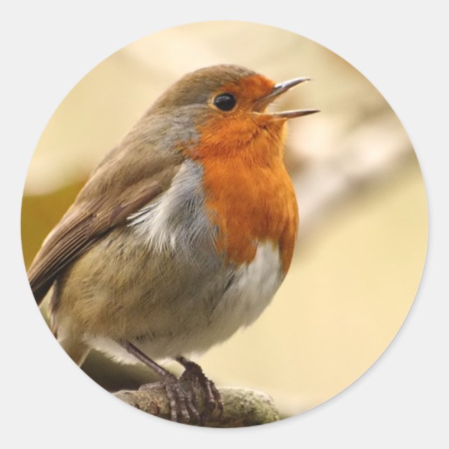 Robin-Aufkleber Runder Aufkleber (Vorderseite)