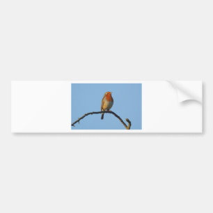 Robin Autoaufkleber