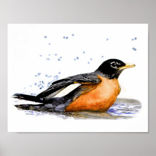 Robin Bathing Poster