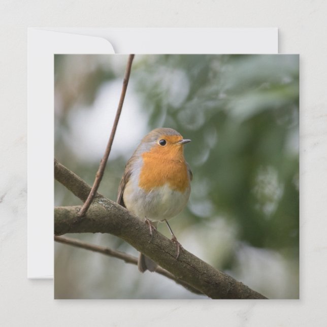 Robin Bird Nature Foto Card (Vorderseite)