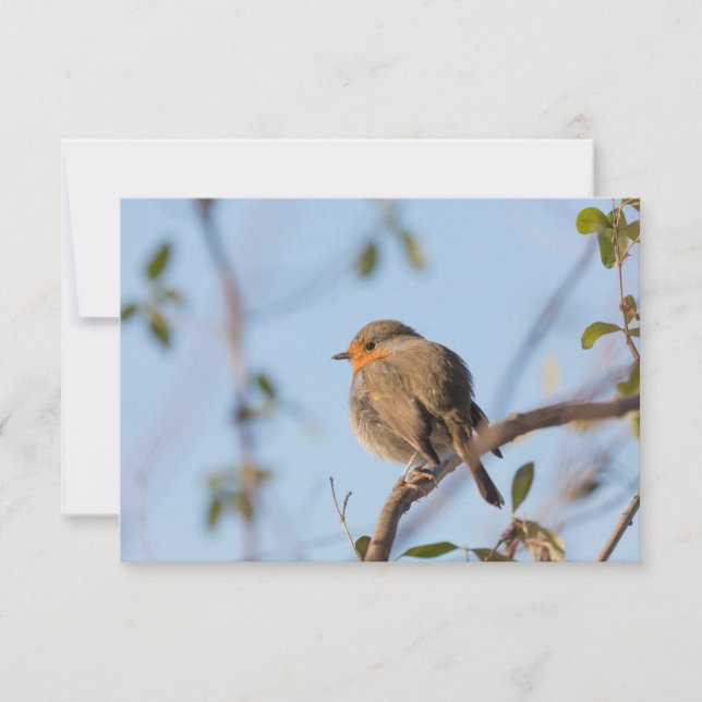 Robin Bird Nature Foto Card (Vorderseite)