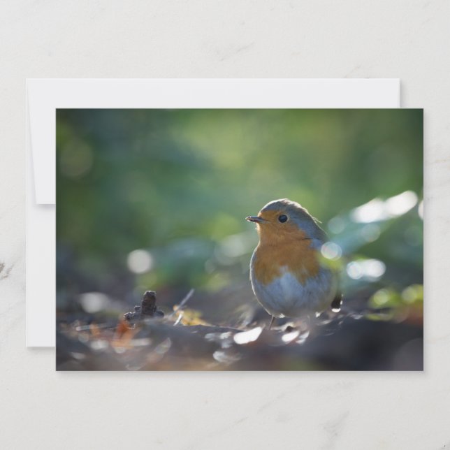 Robin Bird Nature Foto Card (Vorderseite)
