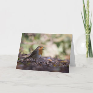 Robin Bird Nature Foto Karte