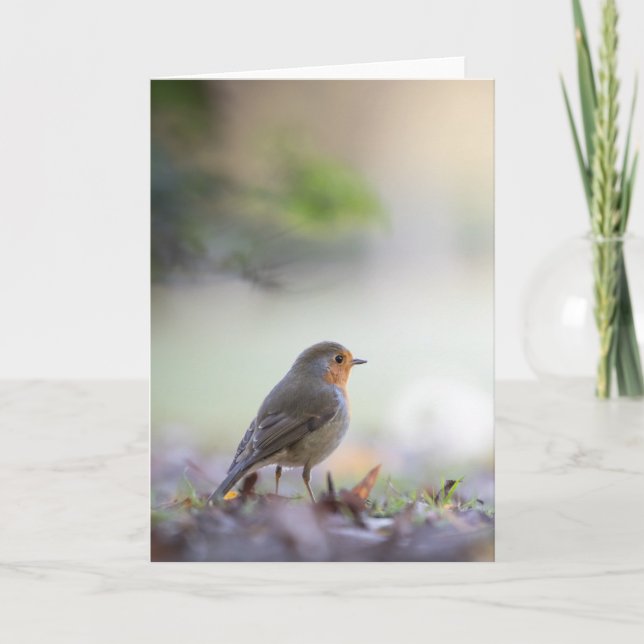 Robin Bird Nature Foto Karte (Vorderseite)