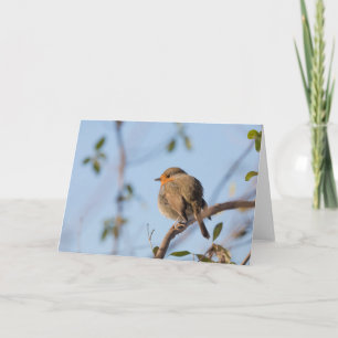 Robin Bird Nature Foto Karte