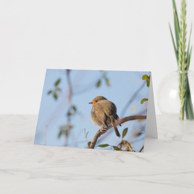 Robin Bird Nature Foto Karte (Vorderseite)