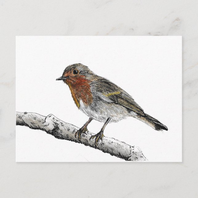 Robin Bird Sketch Postcard Postkarte (Vorderseite)