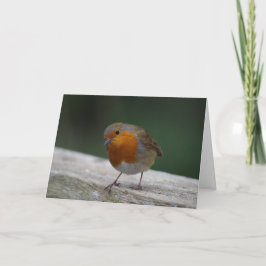 Robin Birthday Card Karte