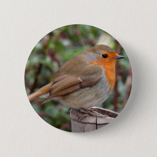 Robin Button (Vorderseite)