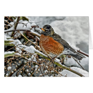 Robin dans la neige