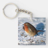 Robin dans la neige