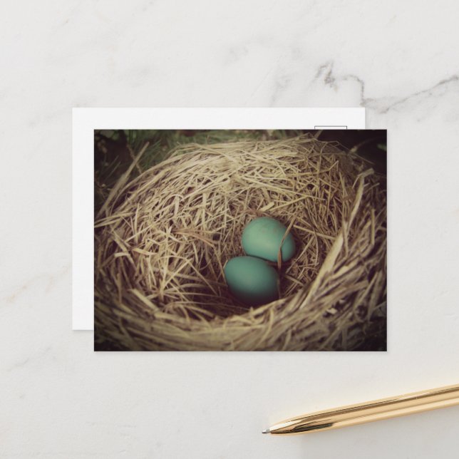 Robin Eggs in a Nest Postkarte (Vorderseite/Rückseite Beispiel)