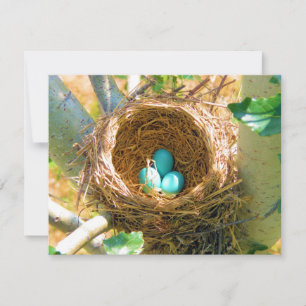 Robin Eggs in einem Baumnest im Hinterhof