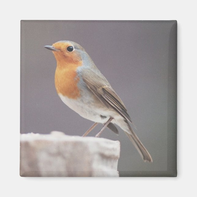 Robin - Erithacus rubecula Magnet (Vorne)