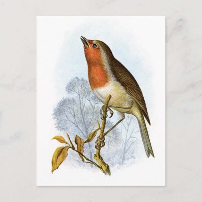 Robin - Erithacus rubecula Postkarte (Vorderseite)