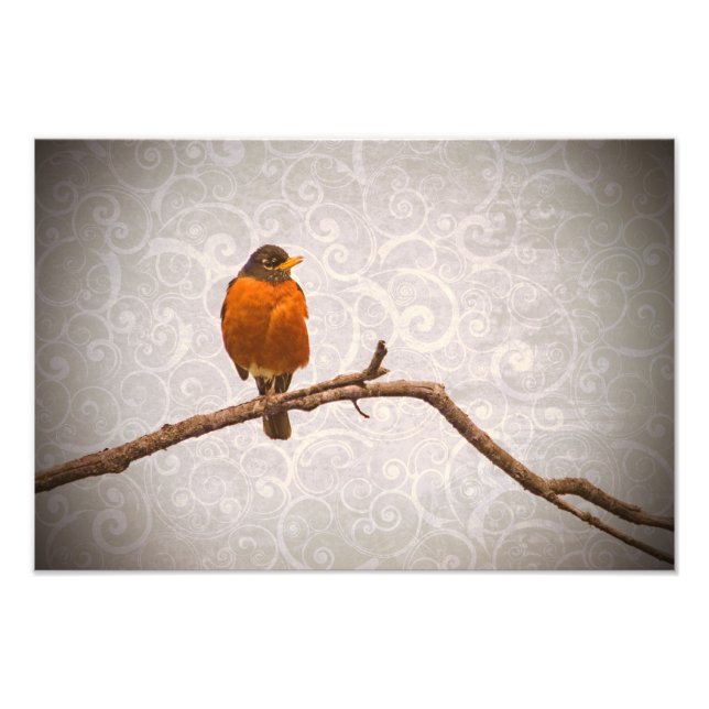 Robin Foto mit Damask Swirledesign (Vorne)