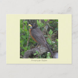 Robin Foto Postcard Postkarte