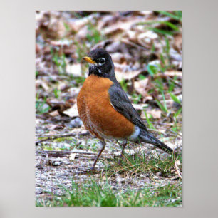 Robin Foto Poster