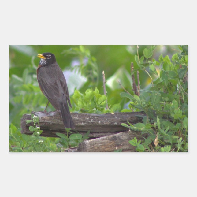 Robin Foto Stickers (Vorderseite)