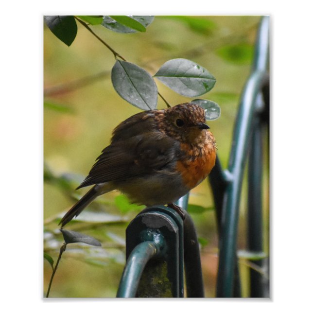 Robin Fotodruck (Vorne)