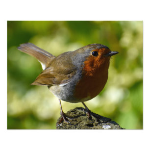 Robin Fotodruck