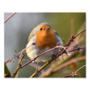 Robin Fotodruck