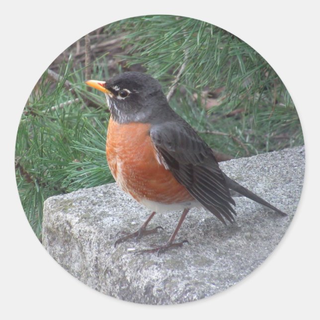 Robin Fotografie Runder Aufkleber (Vorderseite)