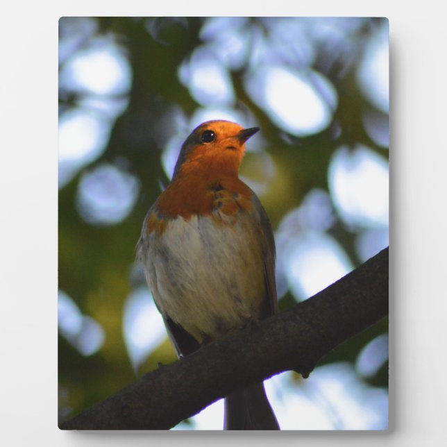 Robin Fotoplatte (Vorderseite)