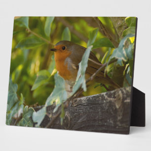 Robin Fotoplatte