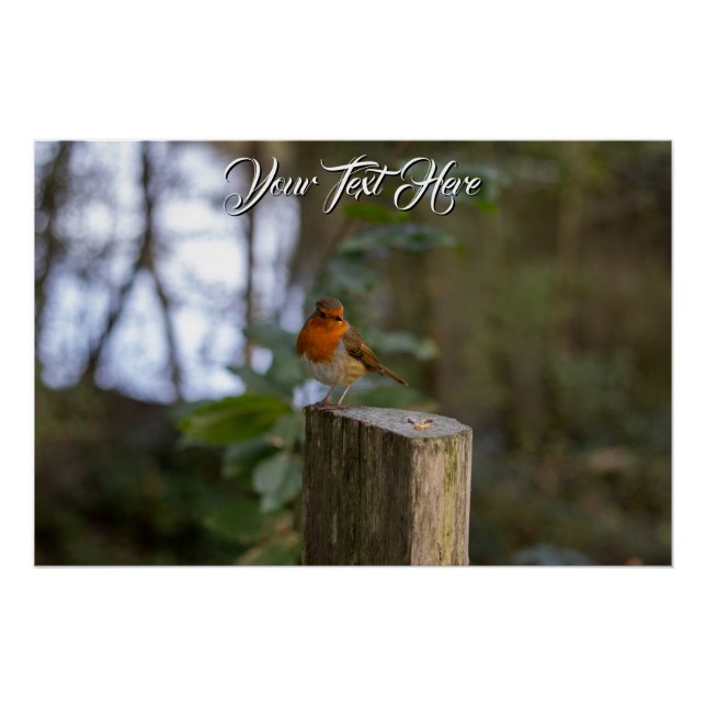 Robin Glossy Poster (Vorderseite)
