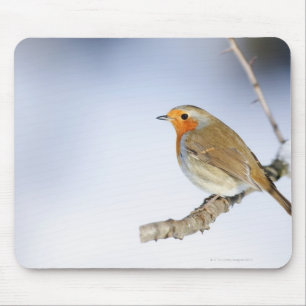 Robin hockte auf einer Niederlassung im Winter Mousepad