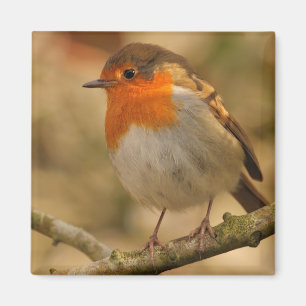 Robin im Sonnenschein Magnet