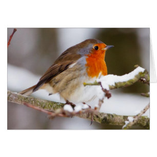 Robin im Winter