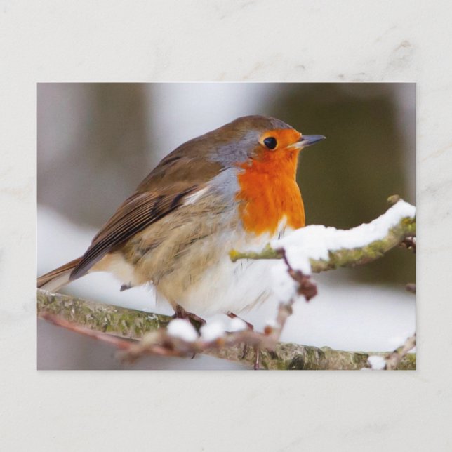 Robin im Winter Postkarte (Vorderseite)