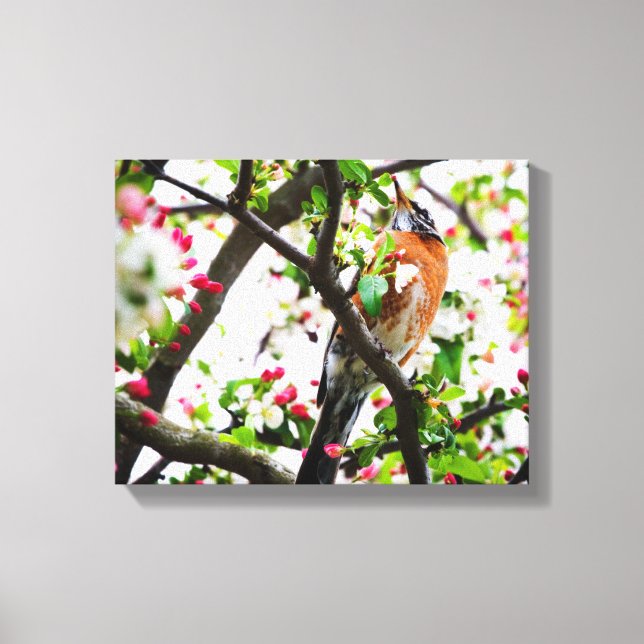 Robin in Blooming Crabapple Tree Print Leinwand (Vorderseite)