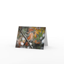 Robin in in einem Baum-Leerzeichen
