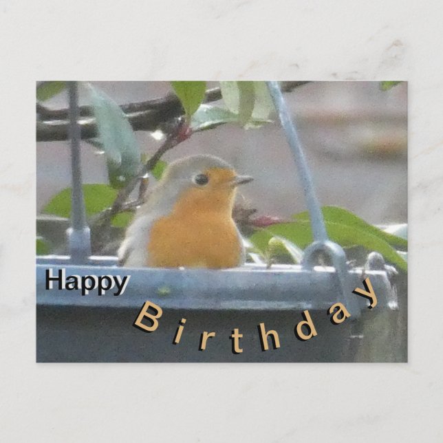 Robin in Pflanze Pot Happy Birthday Postcard Postkarte (Vorderseite)