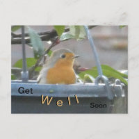 Robin in Pflanze Pot wird bald gut Postcard