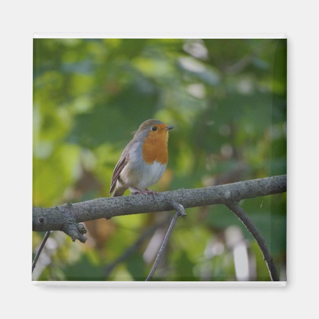 Robin in Spirale. Magnet (Vorne)