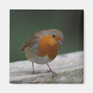 Robin-Kühlschrankmagnet Magnet