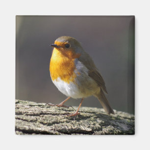 Robin-Kühlschrankmagnet Magnet