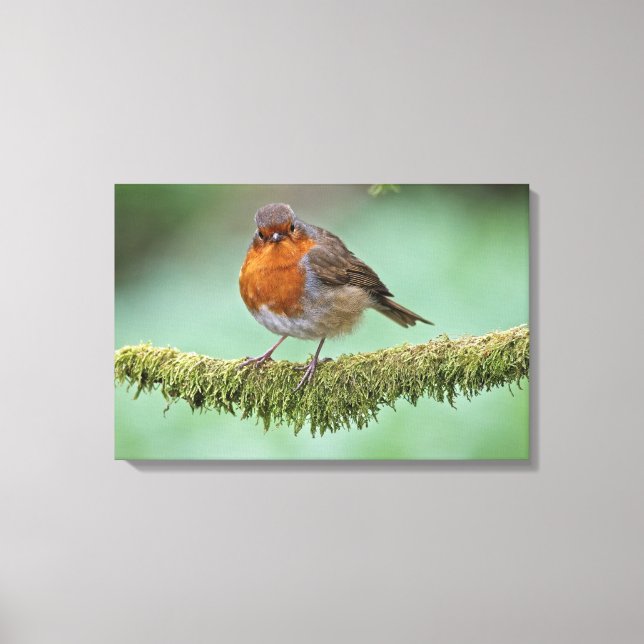 Robin Leinwanddruck (Vorderseite)