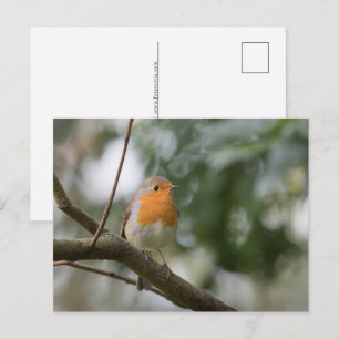 Robin Nature Foto Feiertagspostkarte