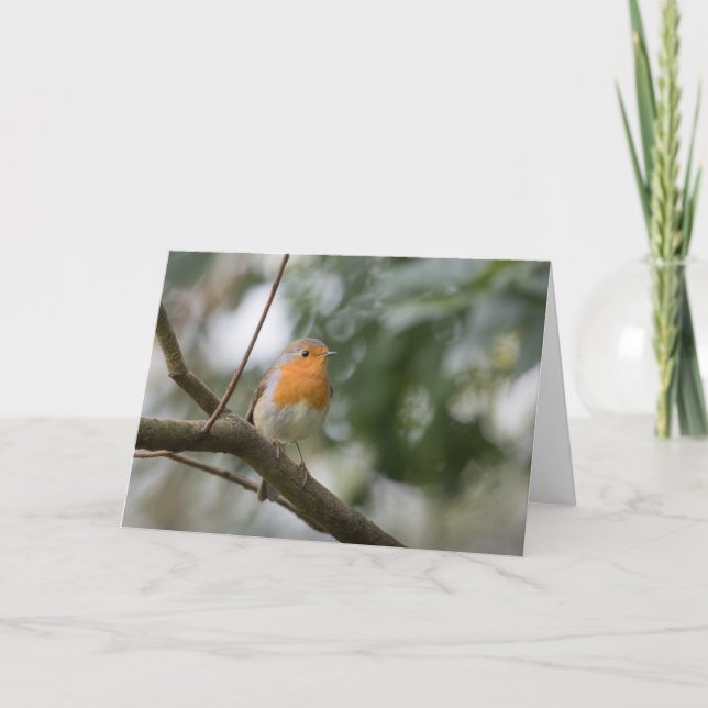 Robin Nature Foto Karte (Vorderseite)