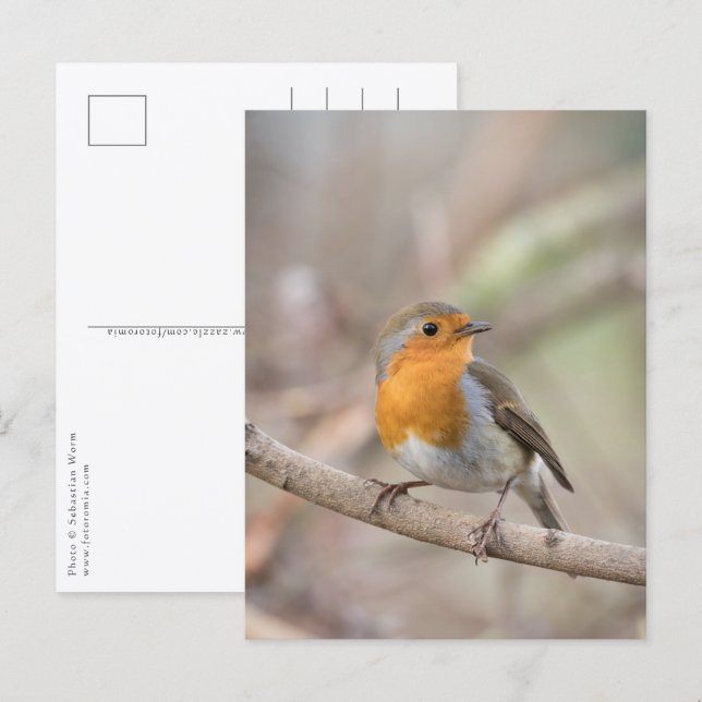 Robin Nature Foto Postkarte (Vorne/Hinten)