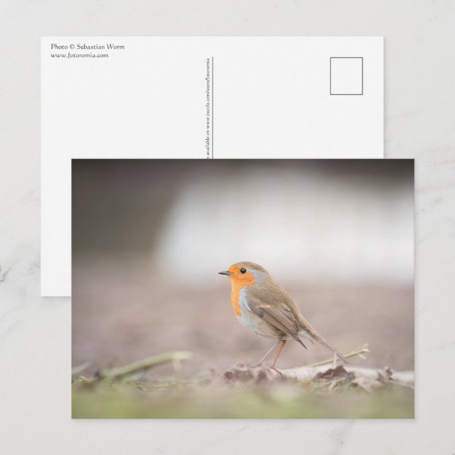 Robin Nature Foto Postkarte (Vorne/Hinten)