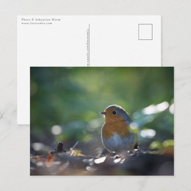Robin Nature Foto Postkarte (Vorne/Hinten)