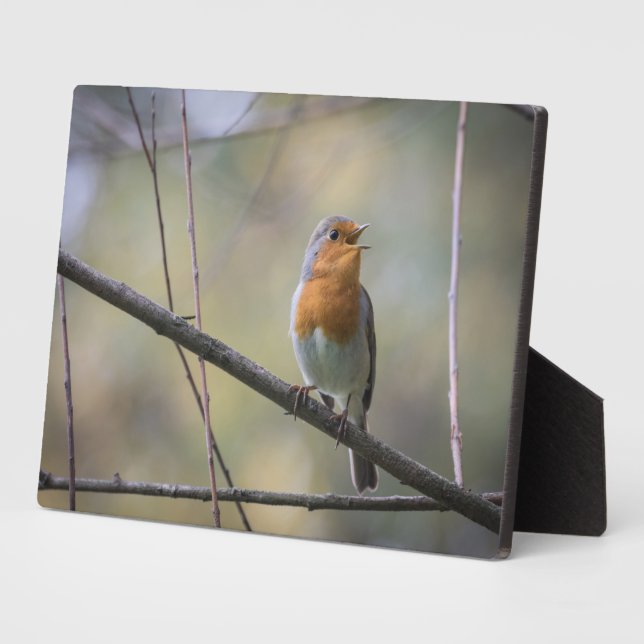 Robin Nature Foto singen Fotoplatte (Seite)